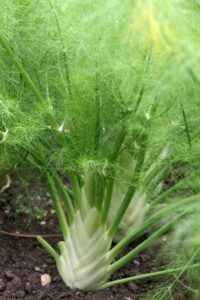 Fennel Companion Plants Planting Florence Fennel: How To Grow Florence Fennel Photo 355
