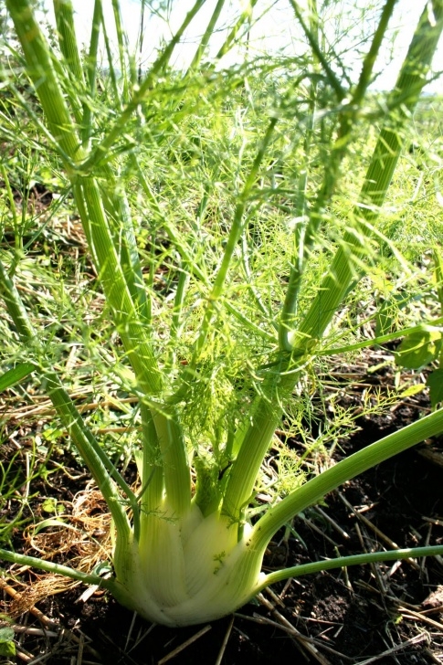 Fennel Companion Plants Squash Blossom Farm: Gardening Like Crazy Photo 919