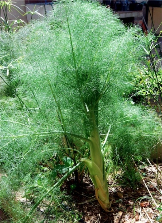 Fennel Companion Plants What You Can Do With Fennel - Growing Veggies Growing Veggies Photo 707