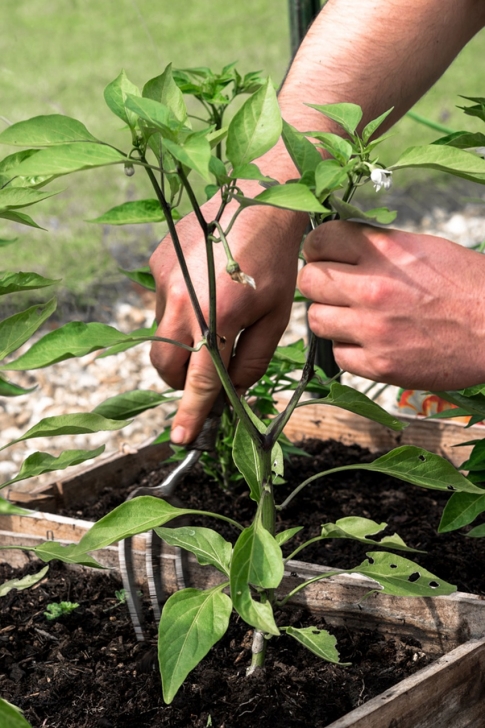 Fertilizer For Pepper Plants 60 Easy Ways You Can Save More Money | Fertilizer For Photo 128