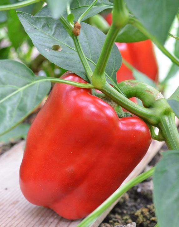 Fertilizer For Pepper Plants Bell Peppers - Growing Guide | Growing Bell Peppers Picture 851