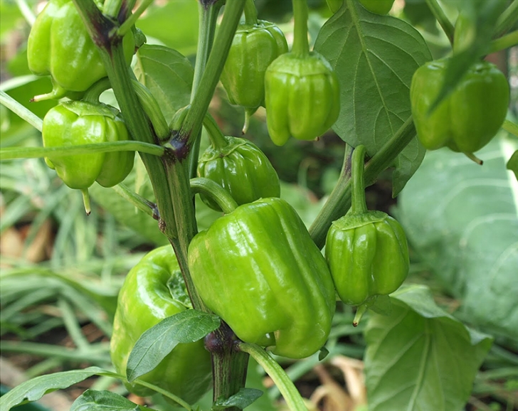 Fertilizer For Pepper Plants Best Fertilizer Bell Pepper Plants | Cromalinsupport Picture 205