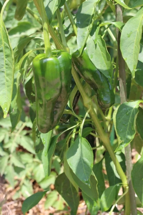 Fertilizer For Pepper Plants Best Fertilizer For Chili Peppers | Cromalinsupport Image 950