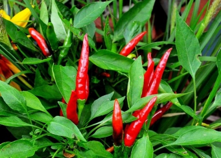 Fertilizer For Pepper Plants How Many Times A Season Do You Fertilize / Fertilizing Picture 296