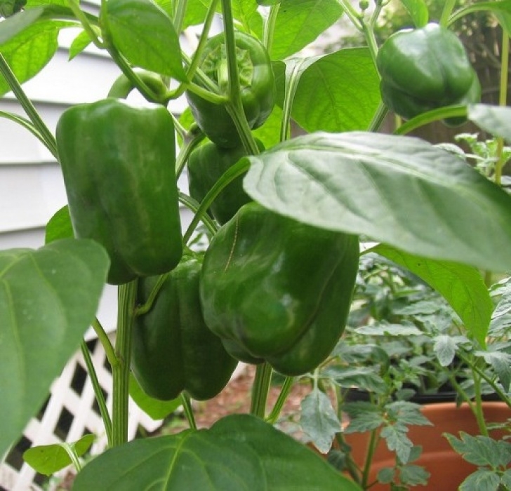 Fertilizer For Pepper Plants How Many Times A Season Do You Fertilize / Fertilizing Picture 784