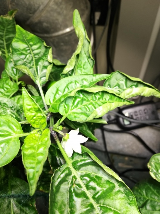 Fertilizer For Pepper Plants Issue Growing My Peppers! Leaf Curl Slight Picture 533