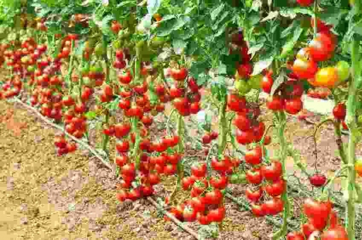 Fertilizer For Vegetable Plants Best Fertilizer For Growing Strawberries | Cromalinsupport Image 664