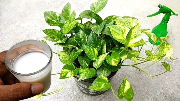 Fertilizer For Vegetable Plants Best Natural Liquid Fertilizer For Plants , Specially Photo 971