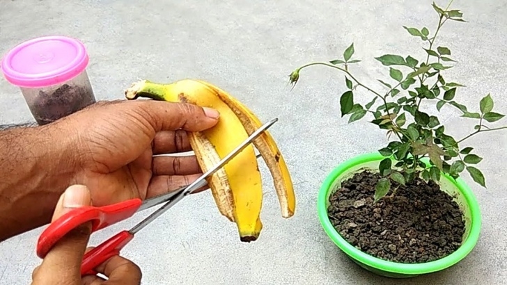Fertilizer For Vegetable Plants Easy And Free Fertilizer For Any Plants | Banana Peel Image 553