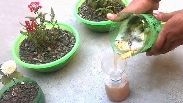 Fertilizer For Vegetable Plants How To Use Liquid Organic Fertilizer For Any Plants Photo 453