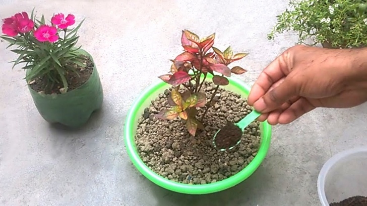 Fertilizer For Vegetable Plants How To Use Tea Fertilizer For Any Plants | Homemade Image 225