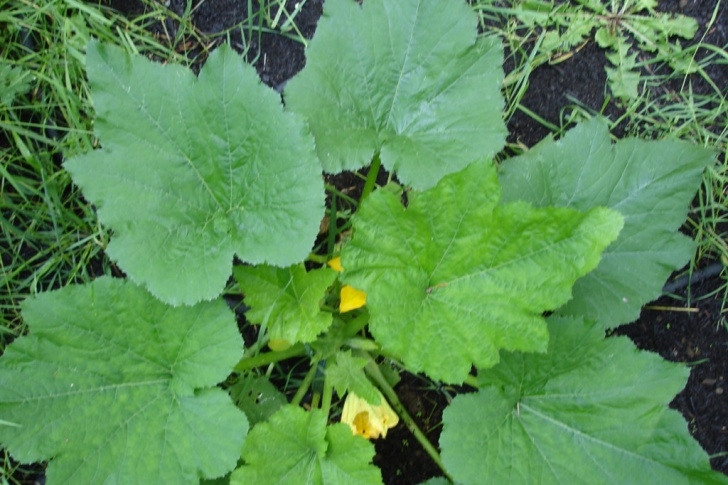 Fertilizer For Vegetable Plants Organic And Hydro Organic Compost Fertilizer Tea Brewing Image 838