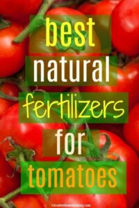 Fish Fertilizer For Tomatoes Best Natural Fertilizer For Tomatoes - Creative Homemaking Photo 930