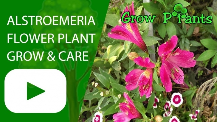 Flower Plants For Garden Alstroemeria Flower Plant - Growing And Care - Youtube Photo 029