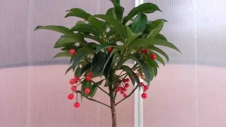 Flower Plants For Garden Ardesia Berry Plant - Youtube Image 805