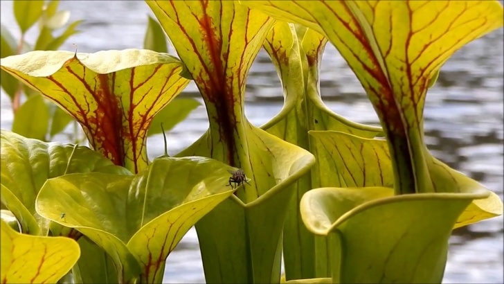 Flower Plants For Garden Carnivorous Plants;Trumpet Pitcher Plant - Youtube Image 172