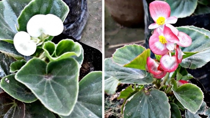 Flower Plants For Garden How To Grow &amp; Care Begonia Flower Plant (Hindi) - Youtube Picture 561