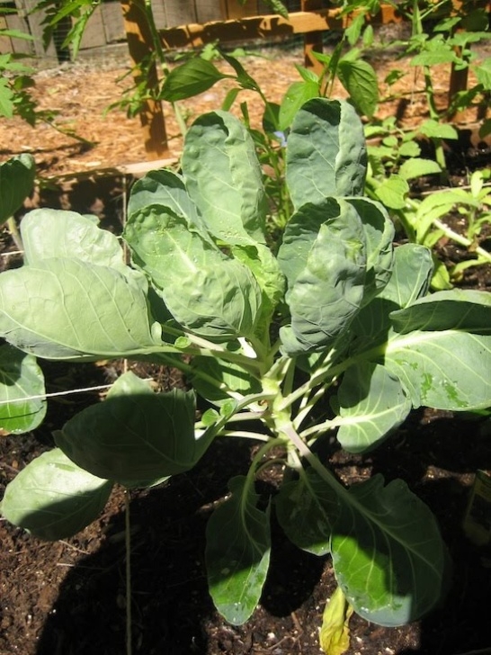 Flower Plants For Garden Kaysarverart: April Garden Update Photo 598
