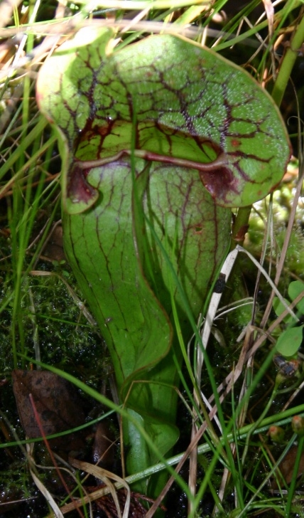 Flower Plants For Garden Medicinal Plants-Pitcher Plant Picture 702