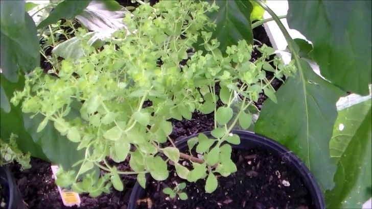 Flower Plants For Garden Radium Weed, An Amazing Plant! - Youtube Picture 451