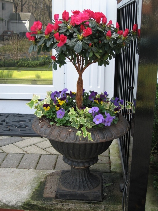 Flowers For Small Pots Spring Container Design: Azalea Trees (With Images Photo 996
