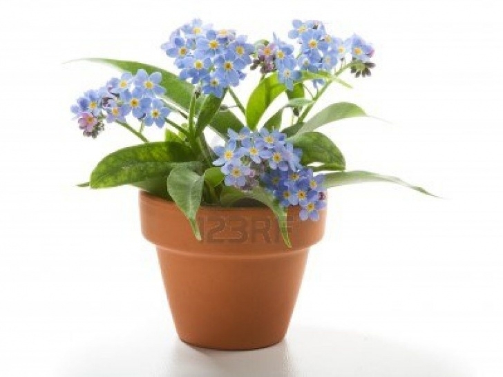 Flowers For Small Pots Stock Photo | Flower Pots, Beautiful Flowers, Flowers Image 492