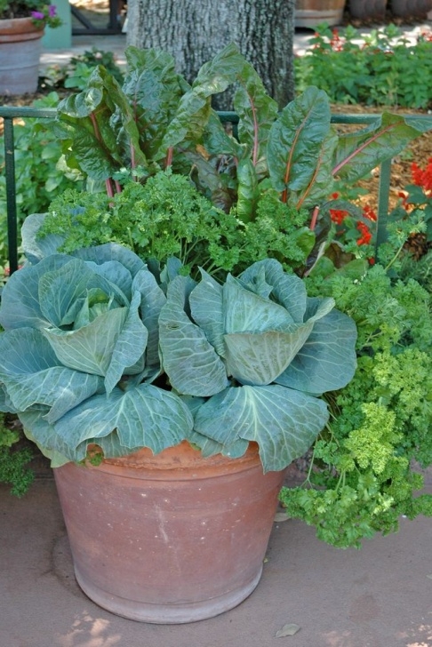 Flowers For Vegetable Garden Maximize Your Harvest Despite Limited Time, Space And Photo 194