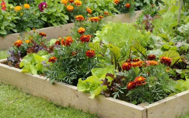 Flowers For Vegetable Garden The Secrets Of Gardening Are Laid Bare In Google Trends Picture 861