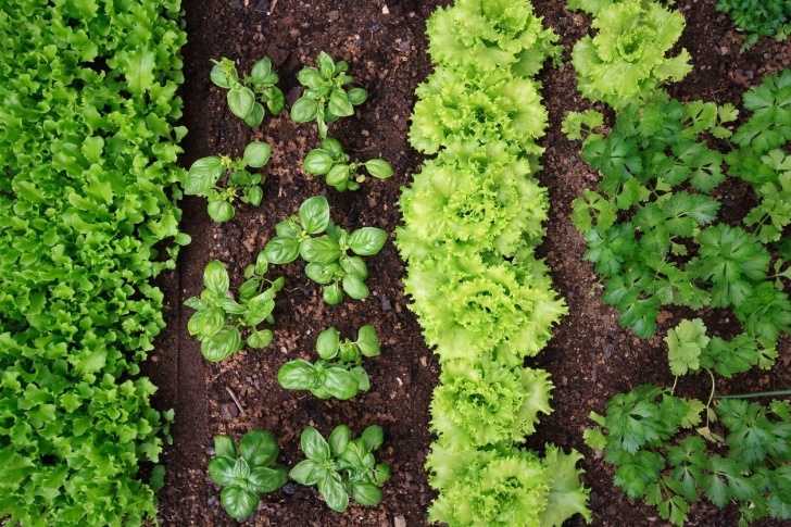 Flowers For Vegetable Garden Vegetable Gardening For Zone 9 - Planting A Zone 9 Photo 130