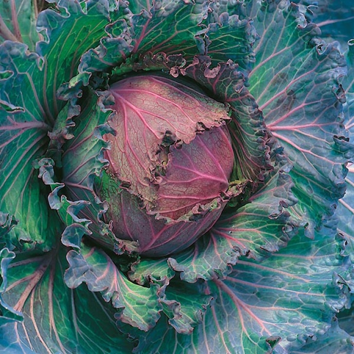 Flowers To Plant In January Cabbage January King 3 Seeds From Mr Fothergill'S Seeds Picture 427