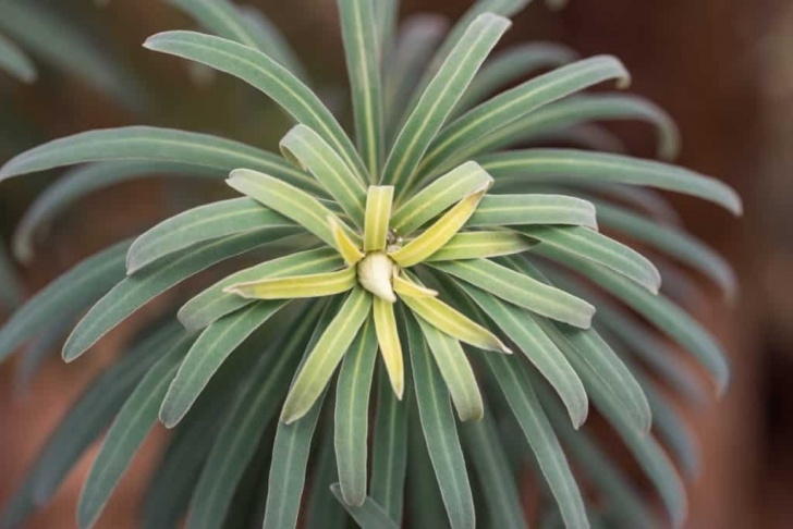 Flowers To Plant In January January Featured Plants - Cheekwood Estate &amp; Gardens Image 986