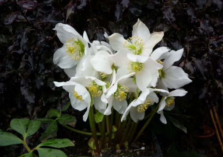 Flowers To Plant In January January – Hta Plant Of The Moment - Create A Winter Image 598