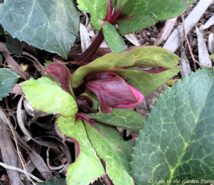 Flowers To Plant In January Late To The Garden Party: My Favorite Plants This January Photo 690