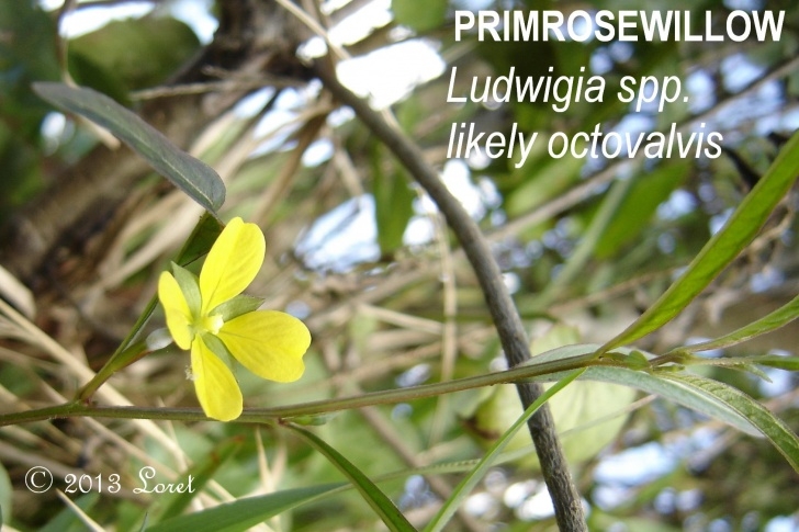 Flowers To Plant In January Primrosewillow (Ludwigia Spp. Likely Octovalvis) | What Image 971
