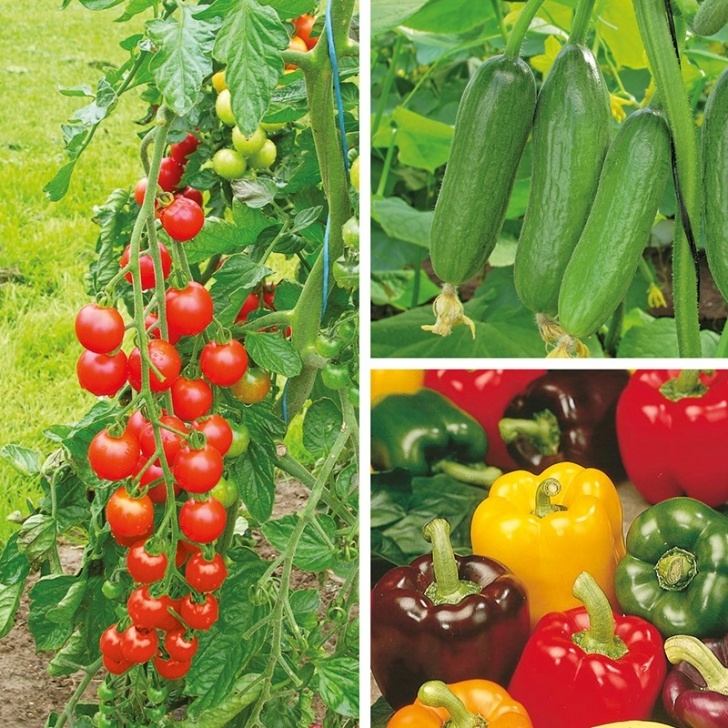 Flowers To Plant In Vegetable Garden Grafted Vegetable Plant Collection From D. T. Brown Picture 760