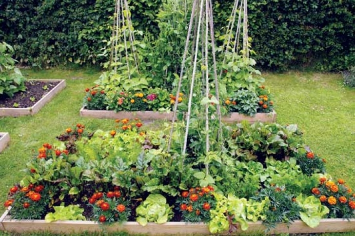 Flowers To Plant In Vegetable Garden Intensive Gardening | Mother Earth News Image 815