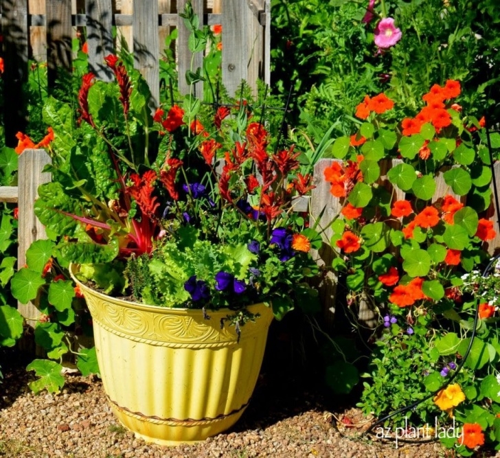 Flowers To Plant In Vegetable Garden My First Edible Garden 4 Years Later - Ramblings From A Picture 761