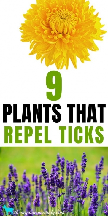 Flowers To Plant In Vegetable Garden To Deter Pests 9 Plants That Repel Ticks | Garden Pests, Plants, Natural Picture 463