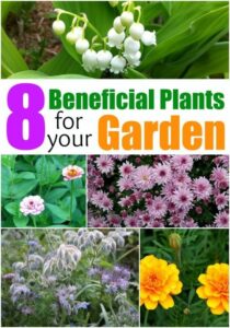 Flowers To Plant In Vegetable Garden To Deter Pests Beneficial Plants For Your Garden To Repel Pests And Image 281