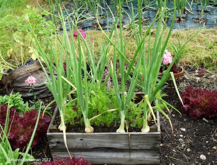 Flowers To Plant In Vegetable Garden To Deter Pests How To Repel Bad Bugs: Using Plants That Deter Insect Pests Picture 767