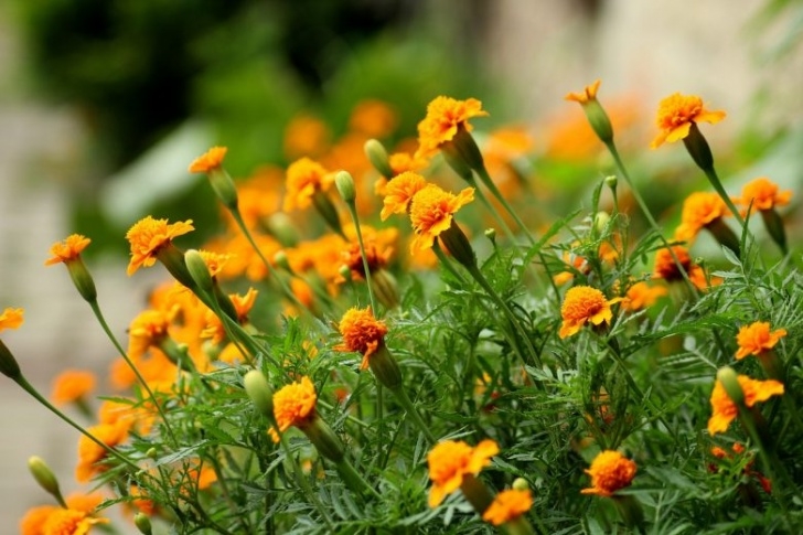 Flowers To Plant In Vegetable Garden To Deter Pests Plants That Repel Insects And Garden Pests | Natural Gardening Picture 754