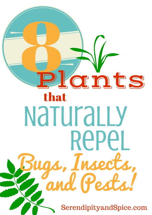 Flowers To Plant In Vegetable Garden To Deter Pests Plants That Repel Pests | Plants That Repel Bugs, Garden Picture 188
