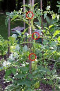 Flowers To Plant With Tomatoes Stake &amp; Prune Your Beefsteaks | Blog | Diliso’s Fine Foods Picture 993