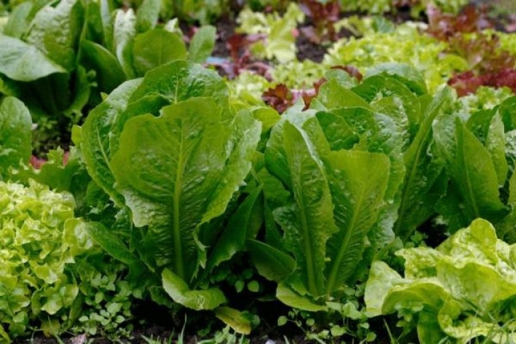 Flowers To Plant With Vegetables 10 Tips On Growing Vegetable Plants - Gardening Tips Photo 777