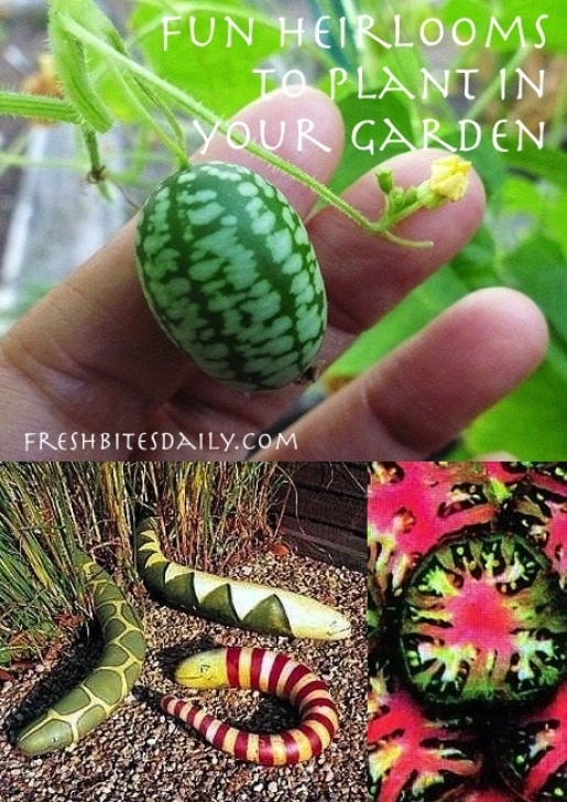 Flowers To Plant With Vegetables 5 Fun Heirloom Vegetables To Plant In Your Garden – Fresh Photo 656
