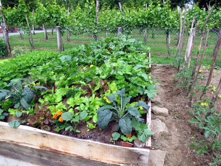 Flowers To Plant With Vegetables Companion Planting Helps Garden Vegetables Grow - Simplemost Picture 171