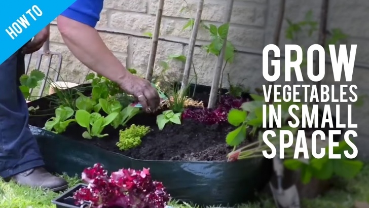 Flowers To Plant With Vegetables How To Grow Garden Vegetables In Small Spaces - Youtube Photo 086
