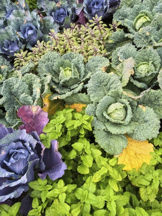 Flowers To Plant With Vegetables Planting Next To Mint: What Are Good Plant Companions For Mint Picture 647