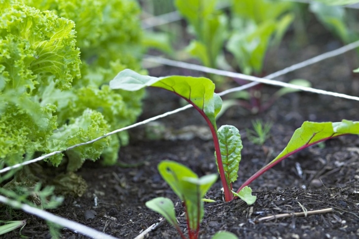 Flowers To Plant With Vegetables Vegetables And Herbs To Plant In August Photo 325