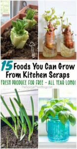 Food You Can Grow Indoors 15 Foods You Can Regrow From Kitchen Scraps For Fresh Image 371